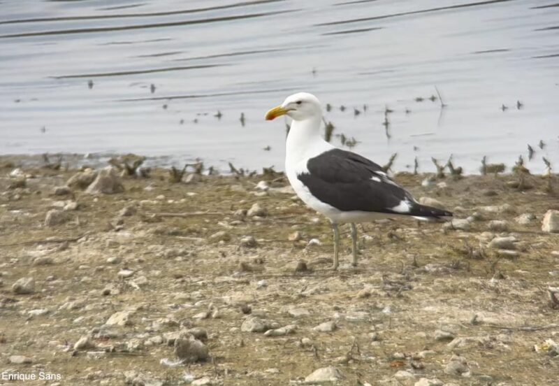 Comment différencier les Goélands dominicain (et du Cap) et brun ?
