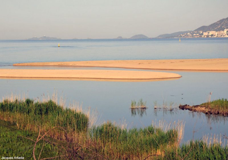 Où observer les oiseaux près d’Ajaccio (Corse-du-Sud) ?