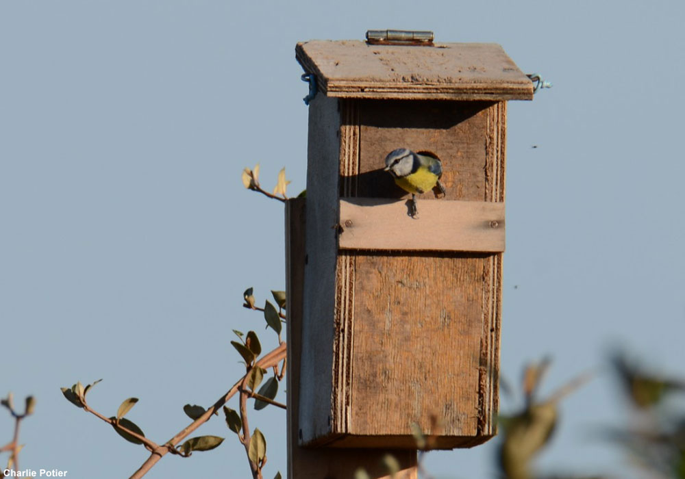 Traditionnel de petits oiseaux Nichoir MOINEAUX BLEU seins de jardin en bois nid maison 