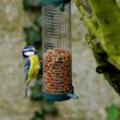 Quelles sont les couleurs des mangeoires les plus attractives pour les oiseaux des jardins ?