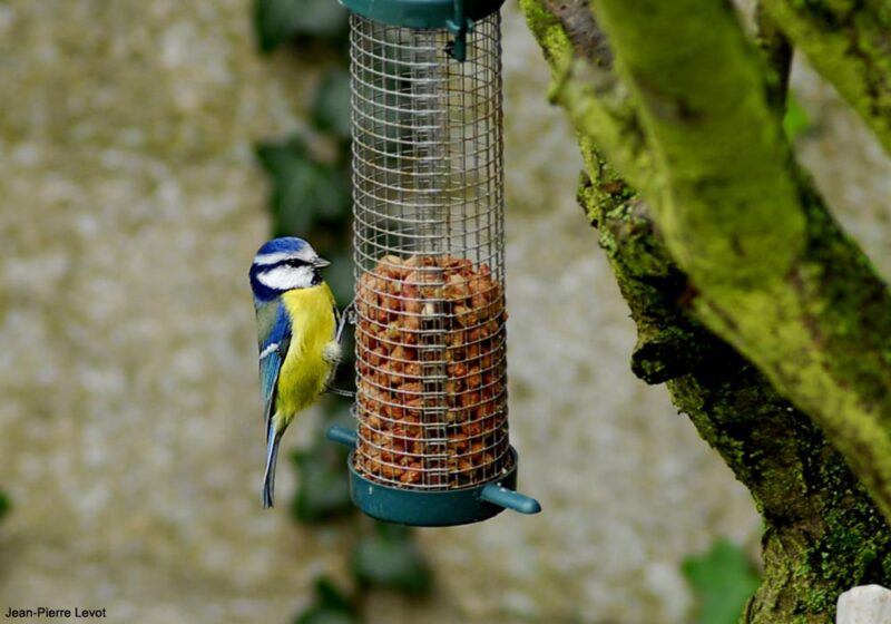 Quelles sont les couleurs des mangeoires les plus attractives pour les oiseaux des jardins ?