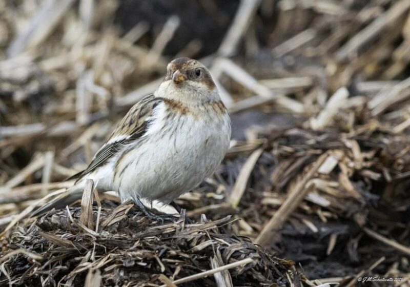 Les tas de fumier sont utiles pour les oiseaux, notamment en hiver