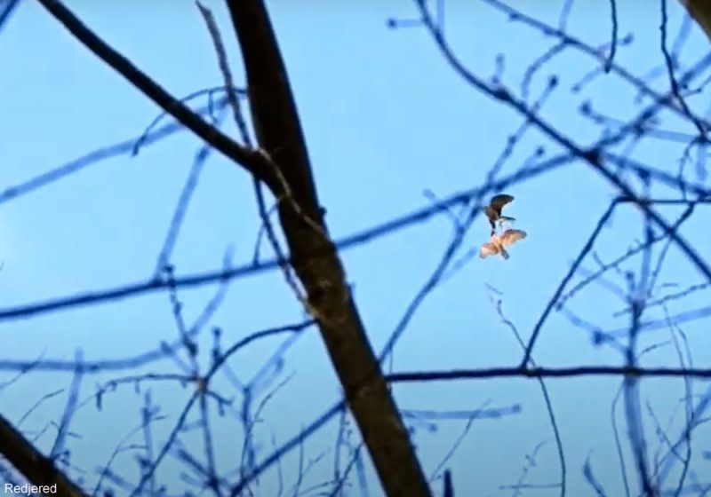 Quelques conseils pour observer l’Autour des palombes