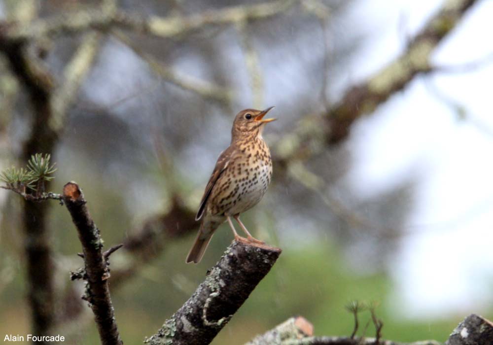 Grive musicienne (Turdus philomelos)