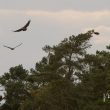Comment expliquer les mouvements printaniers de vautours dans le nord et l’ouest de l’Europe ?