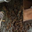 Conseils pour favoriser la nidification du Faucon crécerelle sur une maison