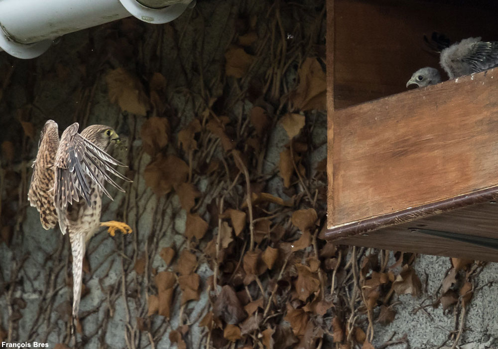 Faucon crécerelle (Falco tinnunculus) apportant une proie à ses jeunes