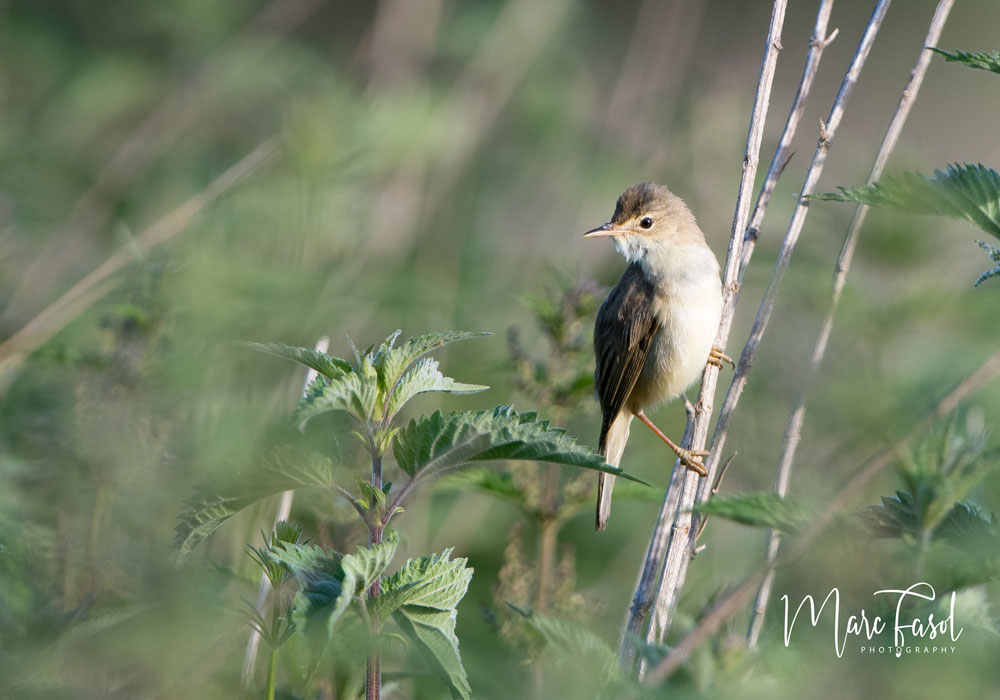 Rousserolle verderolle (Acrocephalus palustris)