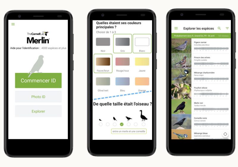Applications pour smartphones pour l’identification des oiseaux – Première partie