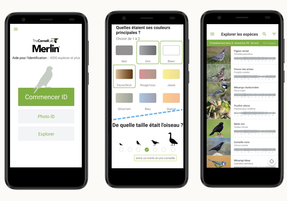 Application pour smartphones pour l'identification des oiseaux : Merlin ID