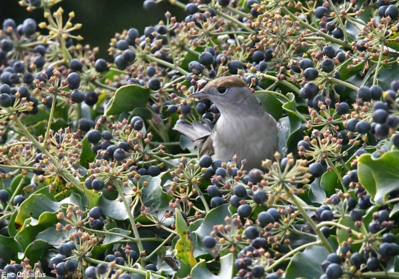 Le Lierre grimpant, une plante utile pour les oiseaux toute l’année