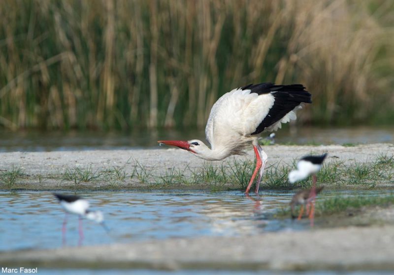 L’urohydrose, un comportement étonnant utilisé par certains oiseaux pour se rafraîchir