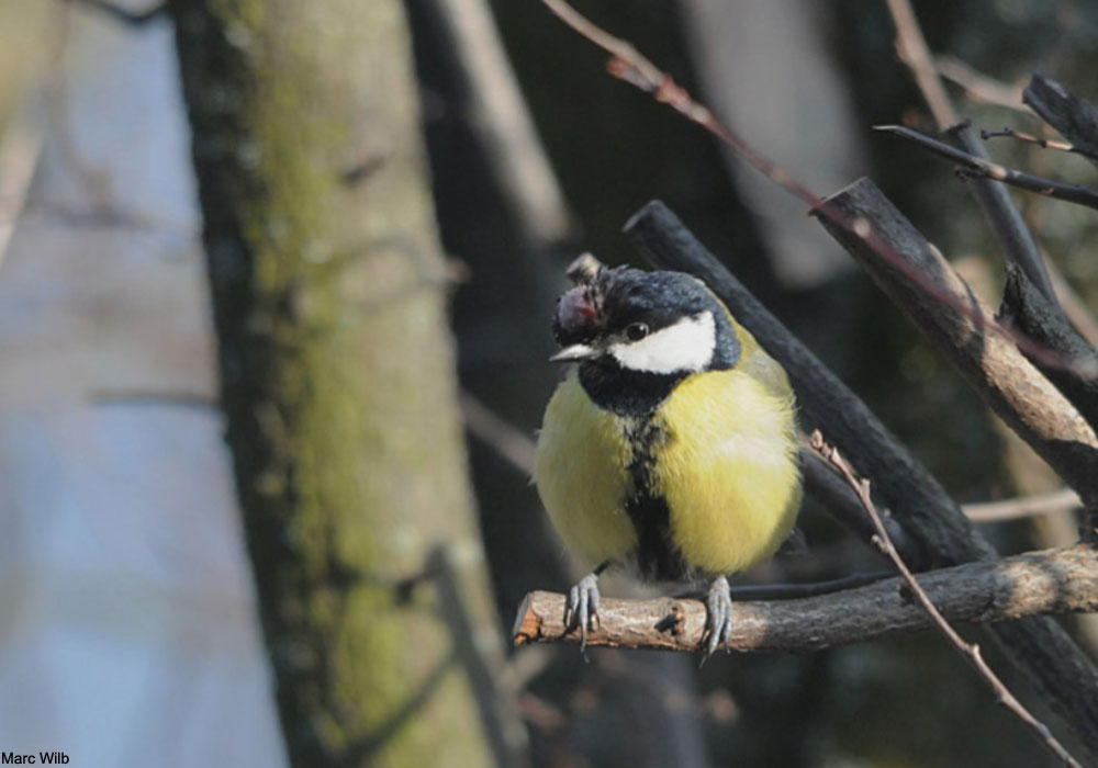 Mésange charbonnière (Parus major) atteinte de variole aviaire