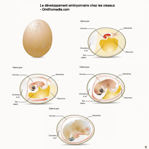 Schéma du développement embryonnaire chez les oiseaux