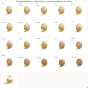 La croissance de la masse du poussin entre le premier jour d'incubation et l'éclosion