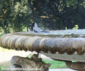 Corneille mantelée (Corvus cornix)