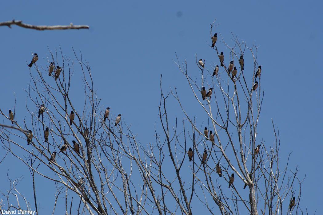 Étourneaux roselins (Sturnus roseus)