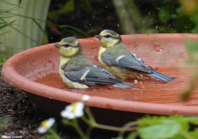 Vasque à oiseaux Mangeoire Suspendu à Fontaine Oiseaux en Fonte de graines pour oiseaux Place 