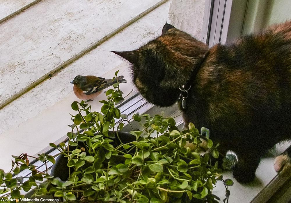 Un Chat Avec Un Collier Sur Le Devant Regarde La Caméra.