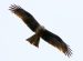 1-Milan noir | Milvus migrans | Black Kite