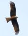 1-Milan noir | Milvus migrans | Black Kite