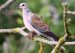 2-Tourterelle des bois | Streptopelia turtur | European Turtle Dove