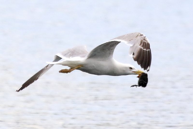 Un Goéland leucophée a capturé un poussin de foulque