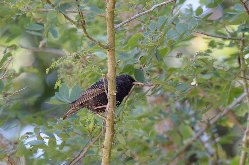 Étourneau sansonnet solitaire