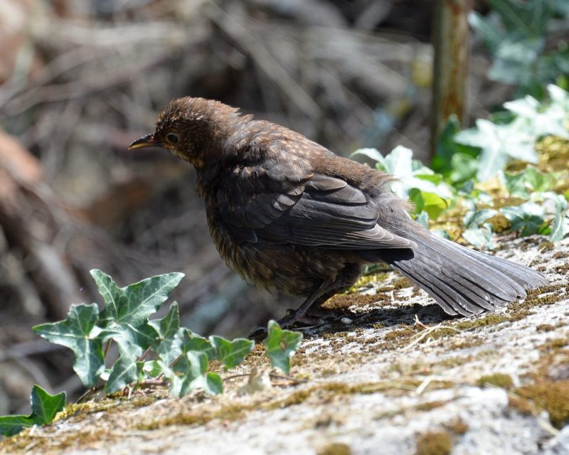 Merle noir juvénile