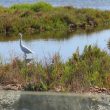 Aigrette garzette au Maroc