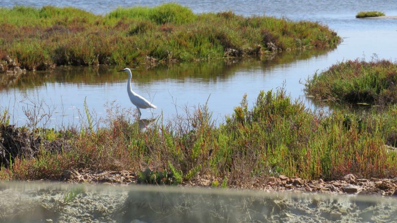 Aigrette garzette au Maroc