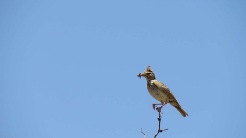 Cochevis huppé au Maroc