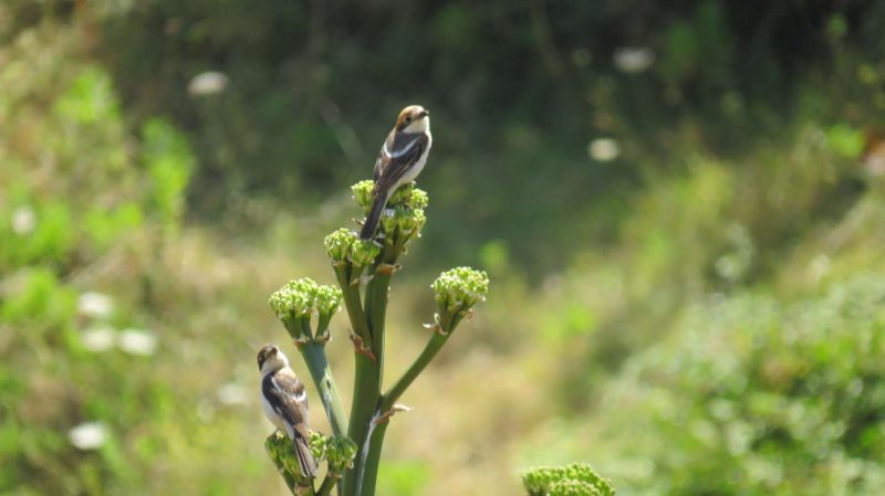 Pies-grièches à tête rousse sur un agave