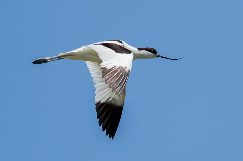 Avocette élégante