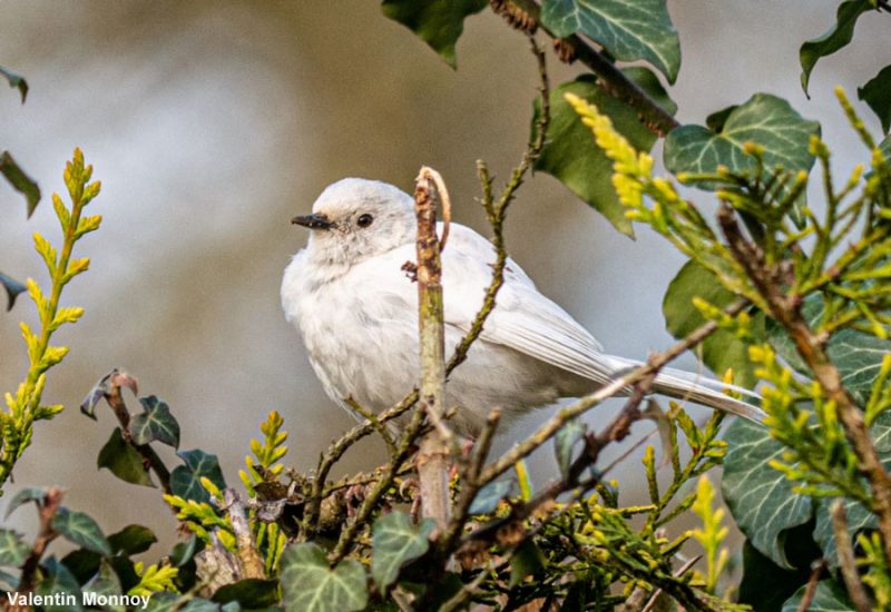 Accenteur mouchet totalement leucique