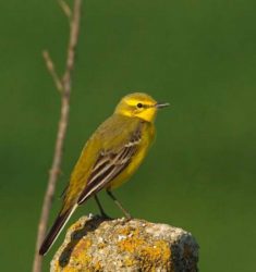 Balade ornithologique guidée dans les marais du Cotentin