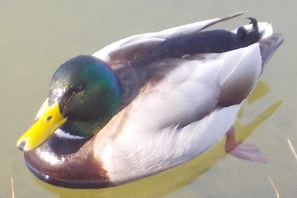 Canard colvert mâle