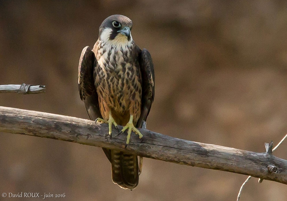 Faucon d'Éléonore (Falco eleonorae)