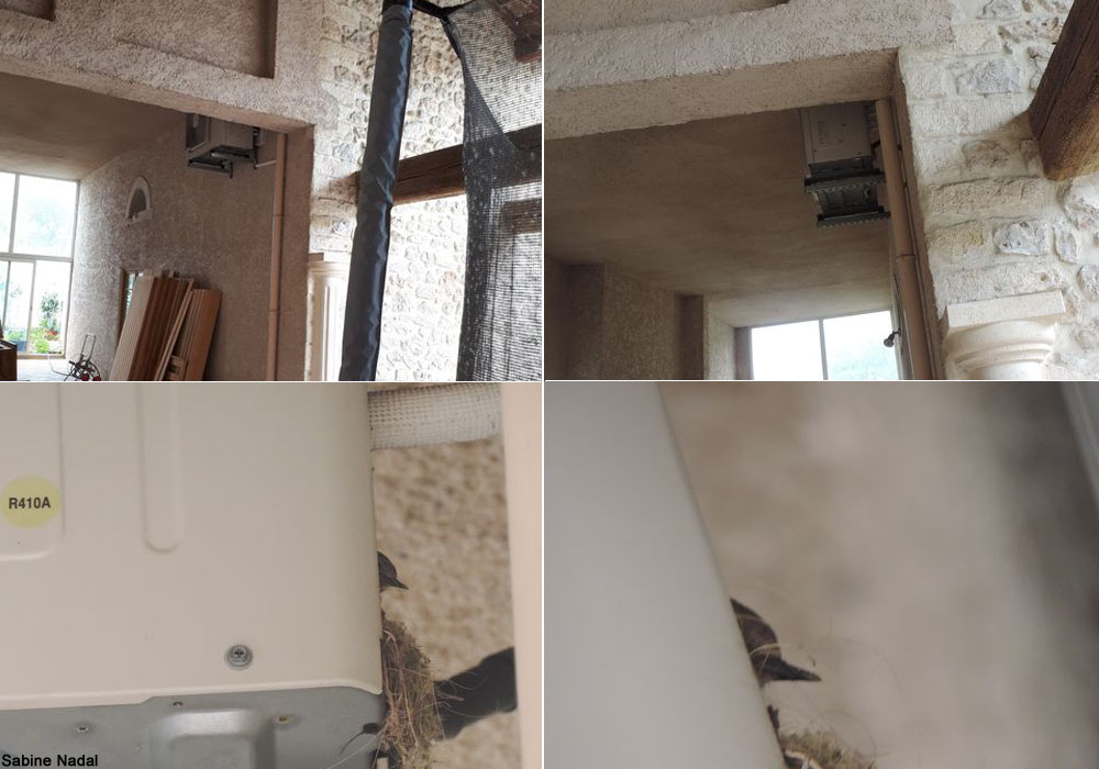 Nid de Rougequeues noirs (Phoenicurus ochruros)