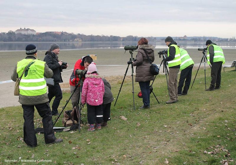 Devenir ornithologue ou exercer un métier lié à l’ornithologie