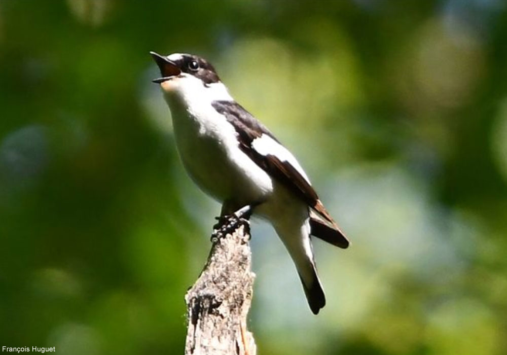 Gobemouche à collier (Ficedula albicollis) mâle