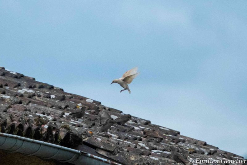 Étourneau sansonnet leucique
