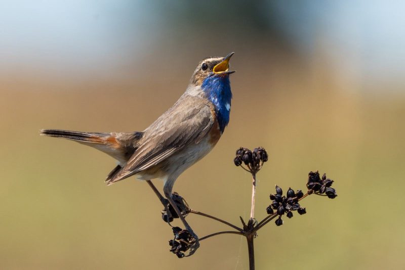 Gorgebleue à miroir sur l’île de Ré