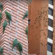Des Conures pavouanes ingèrent des minéraux sur les murs d&rsquo;un immeuble de São Paulo (Brésil) à la recherche de sels minéraux