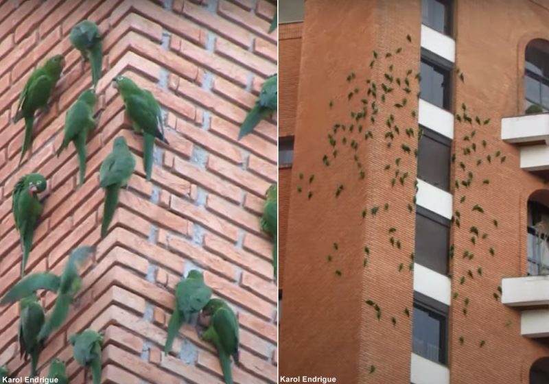 Des Conures pavouanes ingèrent des minéraux sur les murs d’un immeuble de São Paulo (Brésil) à la recherche de sels minéraux