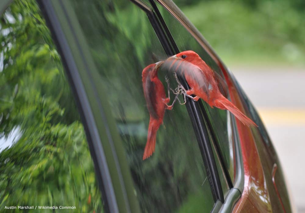 Tangara vermillon (Piranga rubra) mâle réagissant à la vue de son reflet sur la vitre d'une voiture en avril 2009.