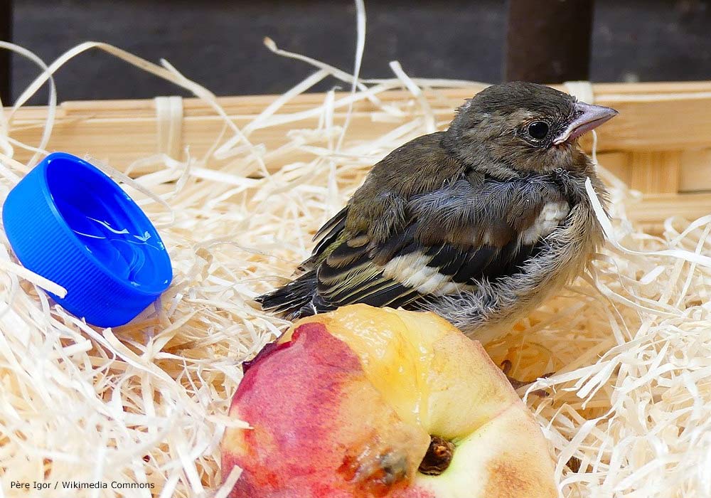 Jeune pinson des arbres (Fringilla coelebs) récupéré et placé dans une cagette sur le rebord d'une fenêtre à Espalion (Aveyron,) en juin 2017.