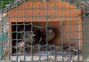 Poussins de Rougequeue à front blanc (Phoenicurus phoenicurus)