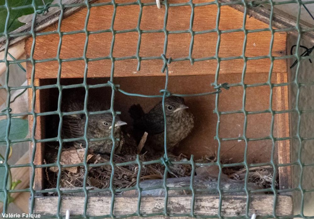 Poussins de Rougequeue à front blanc (Phoenicurus phoenicurus)