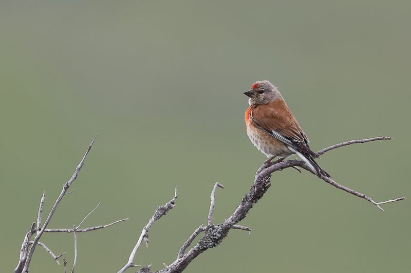 Linotte mélodieuse mâle